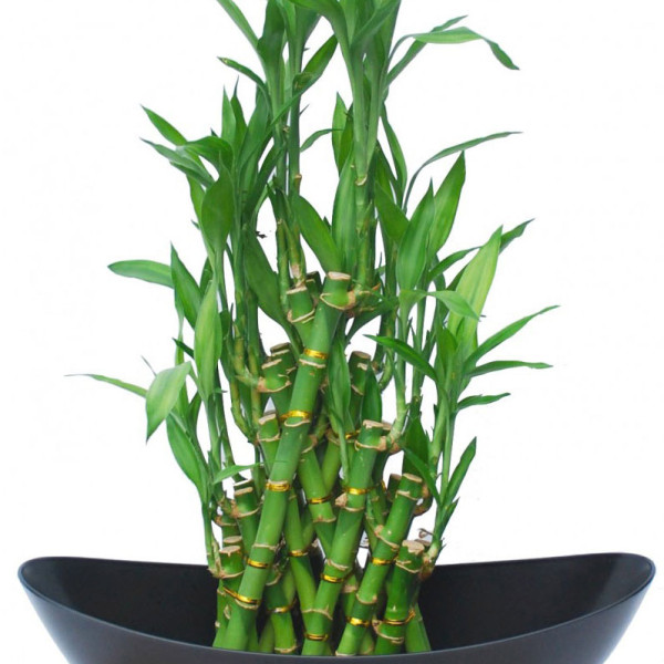 phong-thuy-nha-hang-cay-phat-du