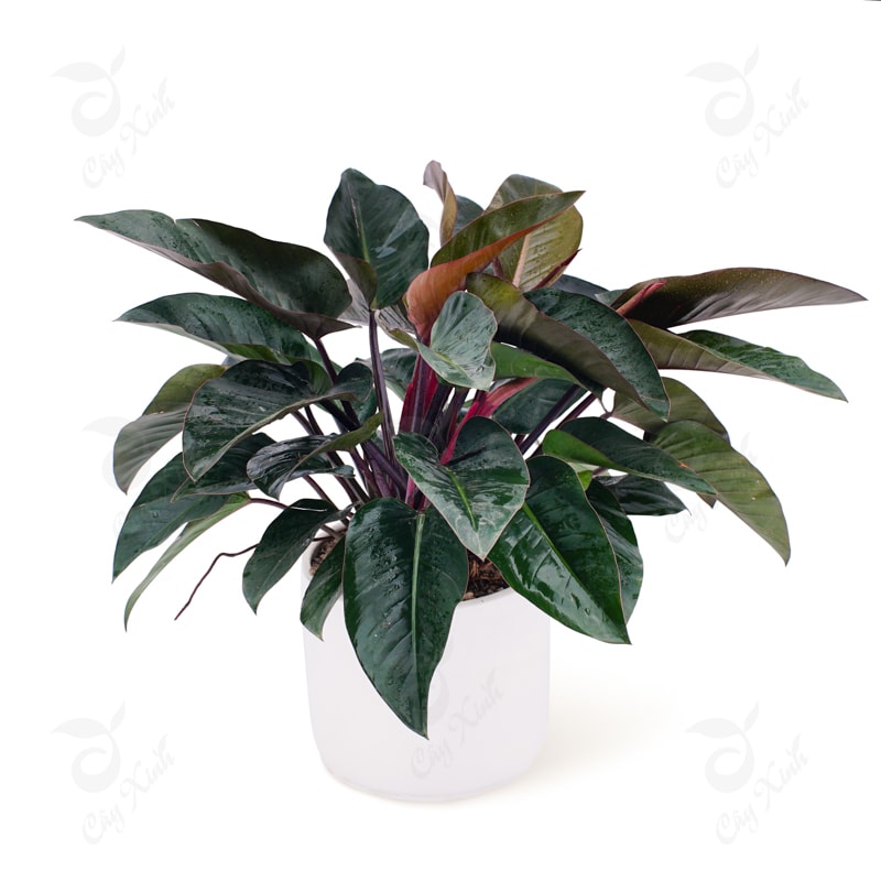 cay-trau-ba-de-vuong-do